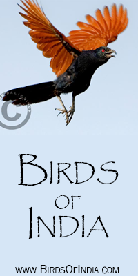 Birds of India